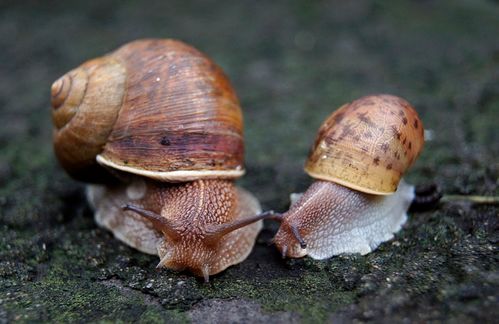 野生蜗牛生存奇迹：捡到的小蜗牛如何饲养？