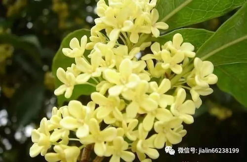 桂花种植需适宜气候和土壤，家庭环境难以满足