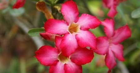 温度与花芽分化