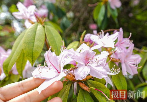 鹿角杜鹃病虫害综合防治技术