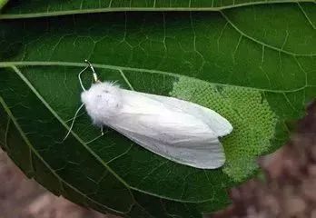 虫害防治，保卫园林健康