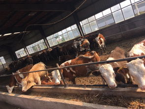 反刍动物饲料添加剂如何有效提升畜牧业生产效率与饲料转化率？