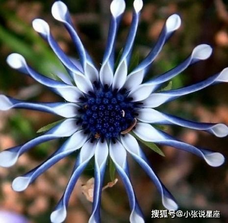 抖音上的马路小花