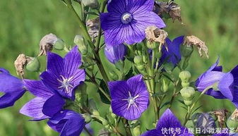 桔梗花：忠诚坚韧的象征