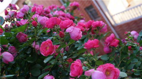 月季花的园艺分类