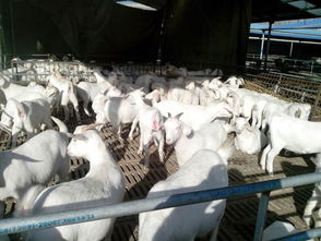 小型养殖场高效养殖七法：科学饲养、优化管理、技术创新