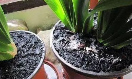 冬美人换盆后多久浇一次水最合适？