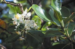 开春的美丽使者