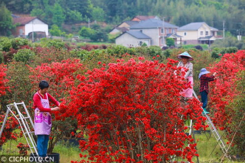浙江地区花草种植小贴士：新手种植指南