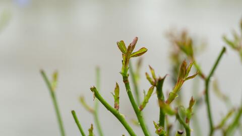 一、Zui佳修剪时间的原则