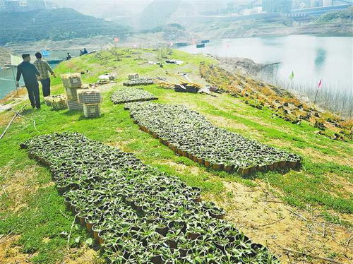 自然播种的奇招