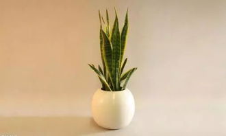 家中异味， 绿植来帮忙