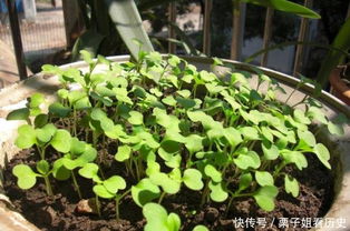 施肥与养护：细节决定成败