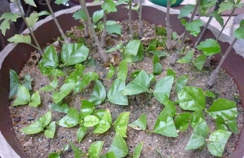 切口处理，有讲究