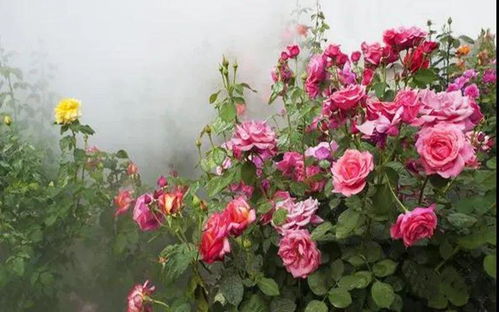 玫瑰花移栽蔫叶的烦恼， 三步换盆术来解救