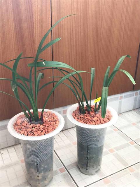 兰花养殖时应该使用什么比例的腐叶土、粗沙和珍珠岩来配制适合的土壤