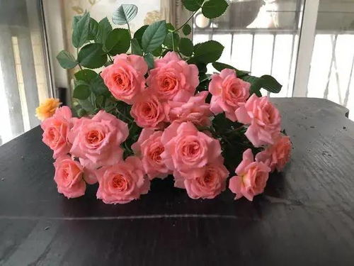 弗洛伊德月季：红色火焰的激情