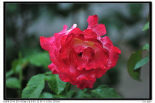 及时排水，避免积水