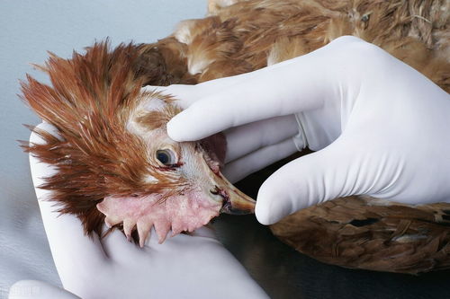 鸡呼吸急促且张嘴呼吸，这是否意味着鸡患上了某种呼吸道疾病？