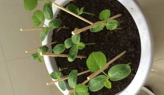 葫芦苗为何不长？原因揭秘！