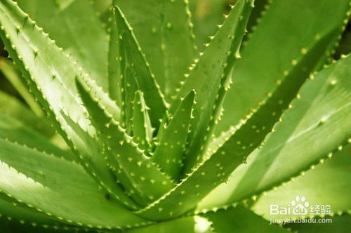 吊兰：绿色的甲醛吸尘器