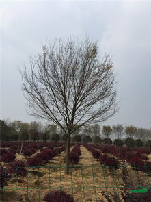 特色二：本土风情， 乡土树种