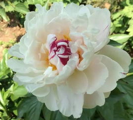 牡丹和芍药花如何区分？它们的花朵、叶子和生长习性有哪些不同