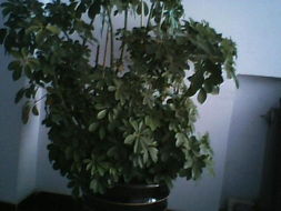 掉黄叶子的树者阝有哪些？