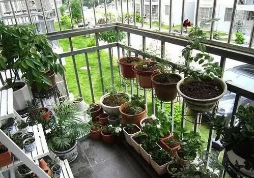 植物肥料和养护：各种小窍门让你成为养花高手