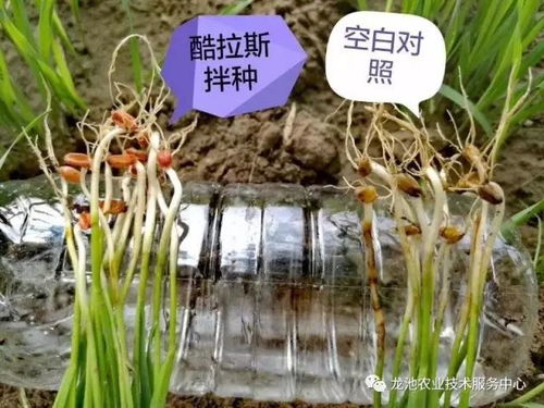 种子发芽与生长的奇妙之旅：戊唑醇的奇妙作用揭秘