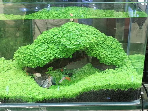 种植水草种子如何保温？冬季室外种植怎么办