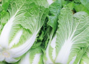 大白菜农药问题引发关注