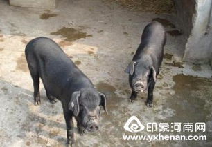 猪种好坏如何判断？品种、体型、生长速度