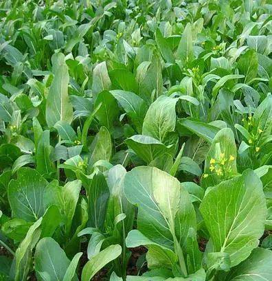 菜心发芽，啥时候打农药？