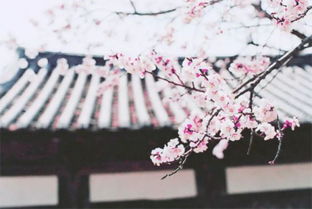 樱花绽放，承载着日本人对生命无常的敬畏与赞美