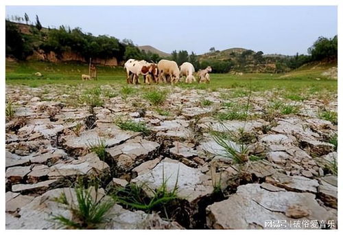 高温干旱，草坪苦不堪言啦！