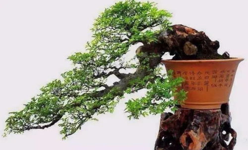 盆景树木品种大揭秘