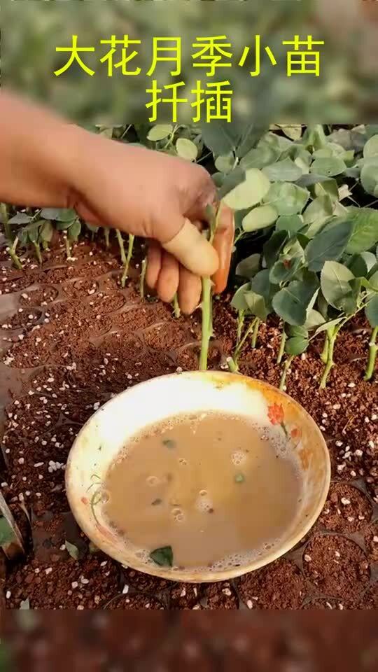 六月份栽大花月季小苗，是不是个好主意？