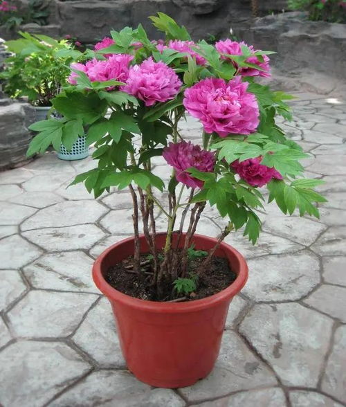 牡丹花后修剪：保留主枝