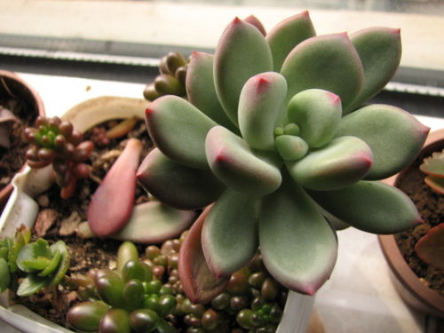 冬天多肉植物：晒太阳还是避光？一场惯与阳光与生命的较量