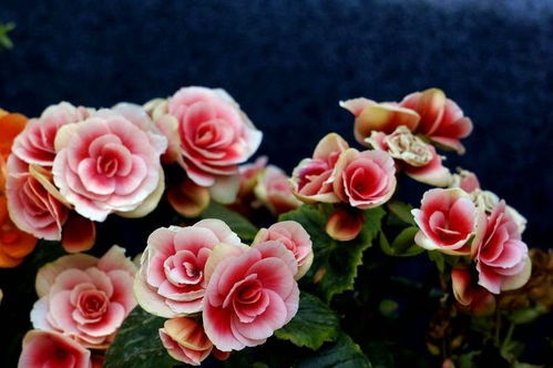 施肥：像对待小祖宗一样