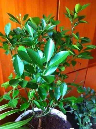 花草叶子长白点，究竟是怎么回事？