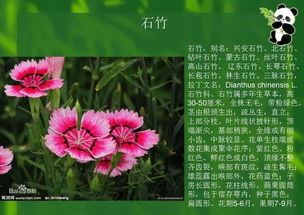 花卉的生态习性分类方法大揭秘