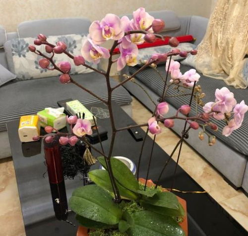 蝴蝶兰开完花后怎么养？有没有最简单的养法讲解