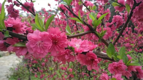 中秋赏花季，花果盛宴等你来！