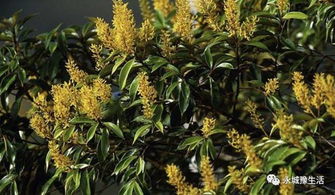 动物界与植物界的萤火虫