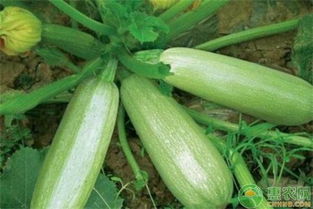 西葫芦在什么时间播种最为适宜，能获得最佳生长效果