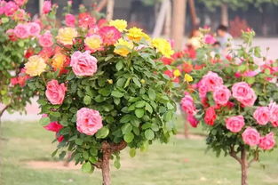 月季嫁接，养护小窍门大公开