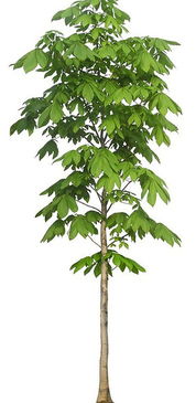 北方碱性土壤的种植技巧