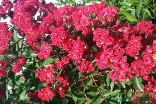 插穗处理， 细节决定成败